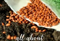 Complete Seed Starting Guide: How to Grow Plants from Seeds