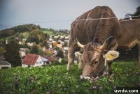 Switzerland in 4 Days: 4-Day Itinerary for Top Sights and Alpine Trains