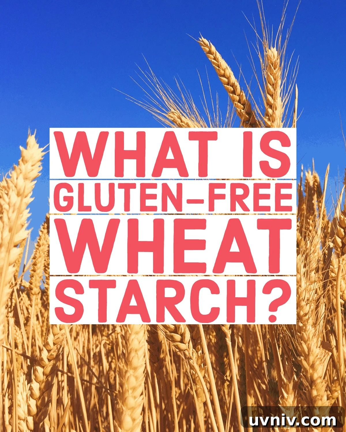 Is Wheat Starch Gluten-Free? Facts, Risks, and Uses 2 A field of wheat with vibrant blue sky, text overlay "what is gluten-free wheat starch?"