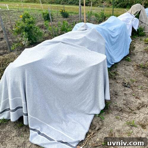 Store and Preserve Garden Tomatoes at Season’s End 3 blankets over tomatoes
