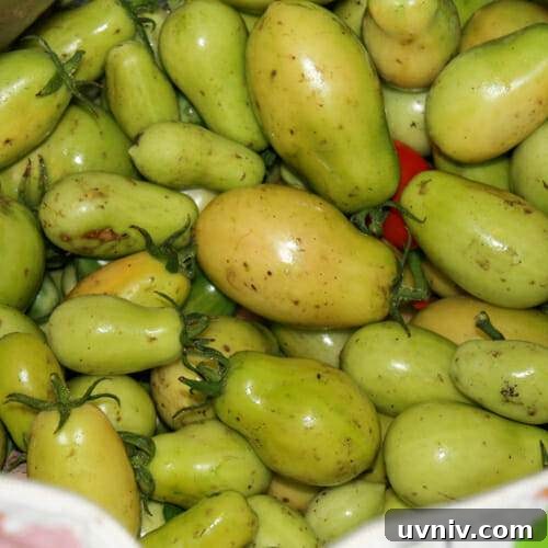 Store and Preserve Garden Tomatoes at Season’s End 4 dirty green tomatoes in bag