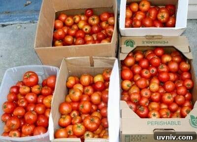 Store and Preserve Garden Tomatoes at Season’s End 5 boxes of tomatoes