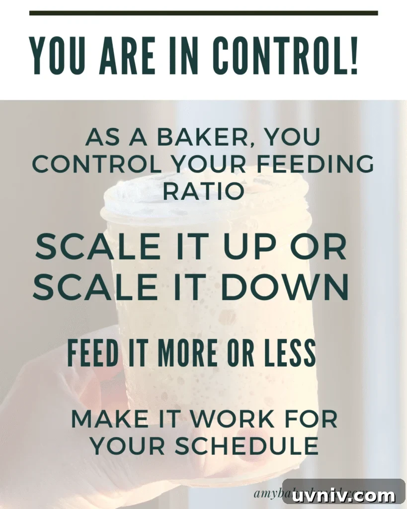 Sourdough Starter Ratios: How to Mix for Consistent Results 2 Graphic with jar of sourdough starter and text explaining bakers control feeding ratios, scaling up or down to fit their schedule.