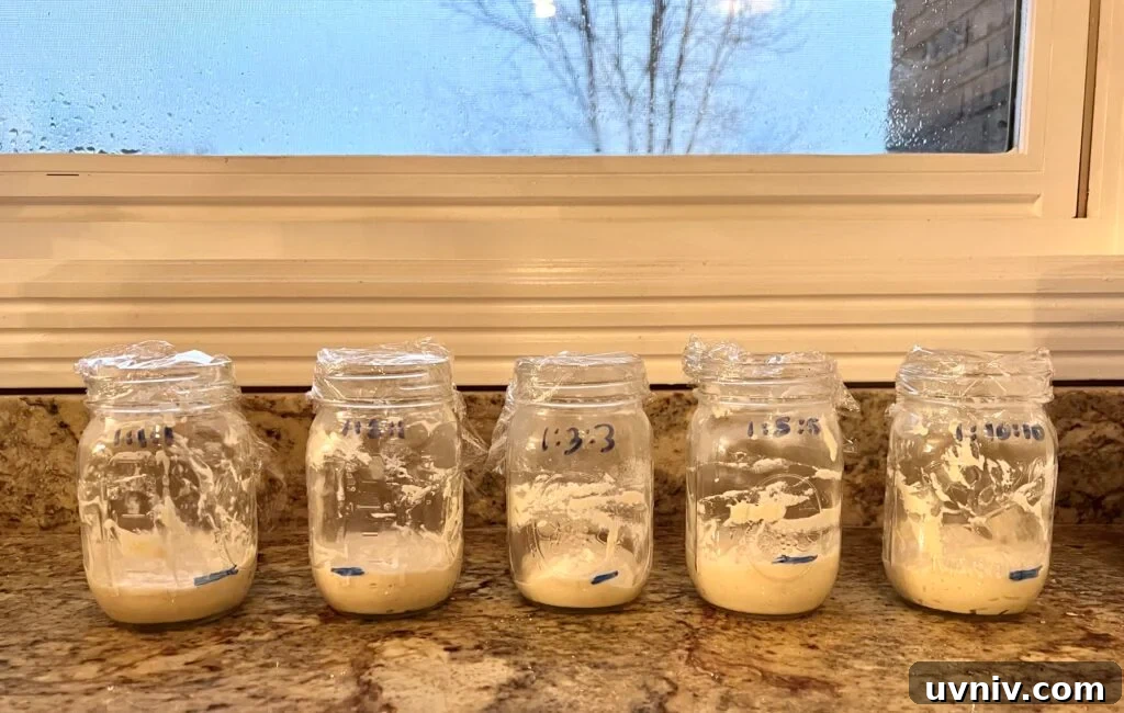 Sourdough Starter Ratios: How to Mix for Consistent Results 4 Five jars with different ratios of starter to water to flour sit on a counter.