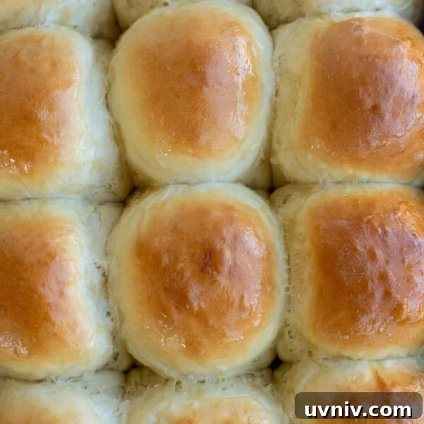 Sourdough Starter Ratios: How to Mix for Consistent Results 10 A pan of baked rolls nestled together in a baking pan.