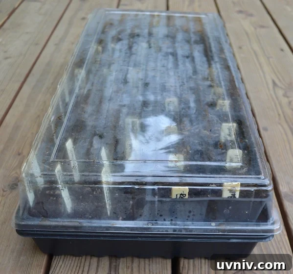 Complete Seed Starting Guide: How to Grow Plants from Seeds 5 How to Start Seeds- Covered Seed Tray - An Oregon Cottage