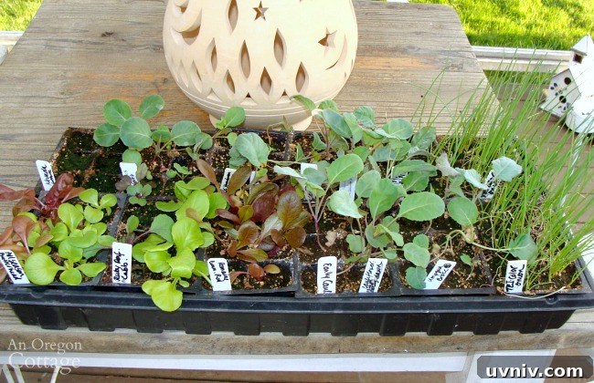Complete Seed Starting Guide: How to Grow Plants from Seeds 6 Hardening off 6-week old seedlings started indoors