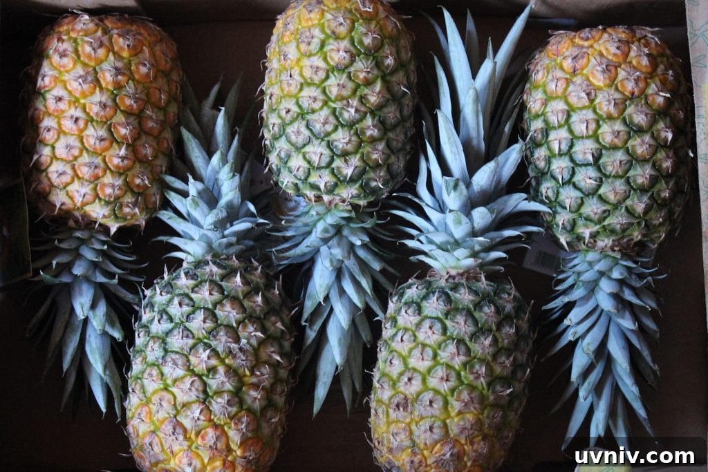16+ Lemonade Concentrate Recipes for Canning and Preserving 10 Case of Pineapple for Canning