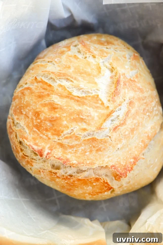 No-Knead Overnight Bread Recipe for Perfect Rustic Loaves 2 Bread in a dutch oven after baking picture
