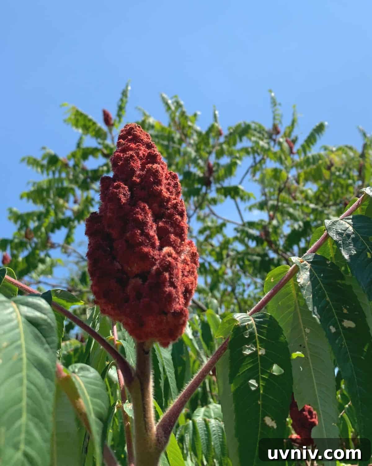 Sumac: Uses, Recipes, and the Spice’s Story 3 Sumac berries on a bush in the wild.