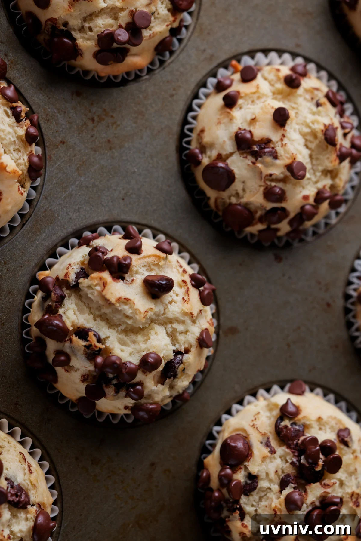 chocolate chip muffins in the baking pan after baking