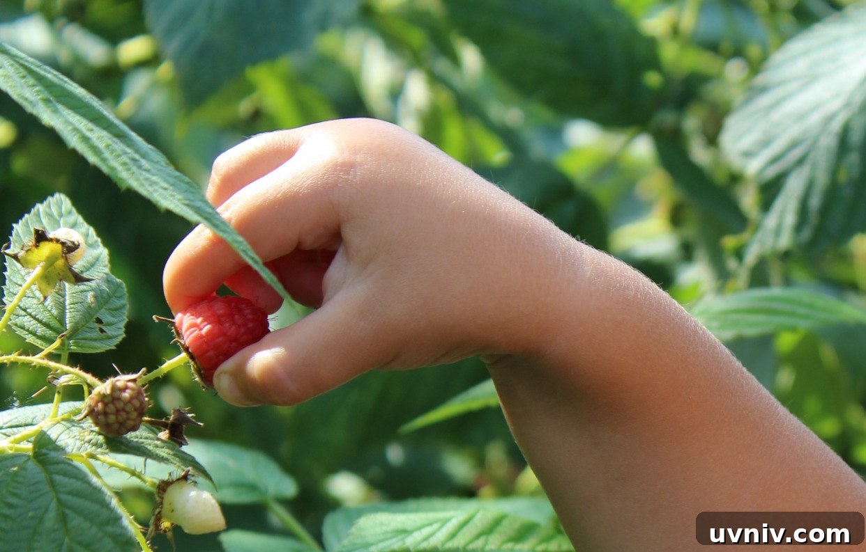12+ Proven Ways to Earn $1,000/Month From Your Garden Year-Round 12 Backyard Raspberry Pick Your Own