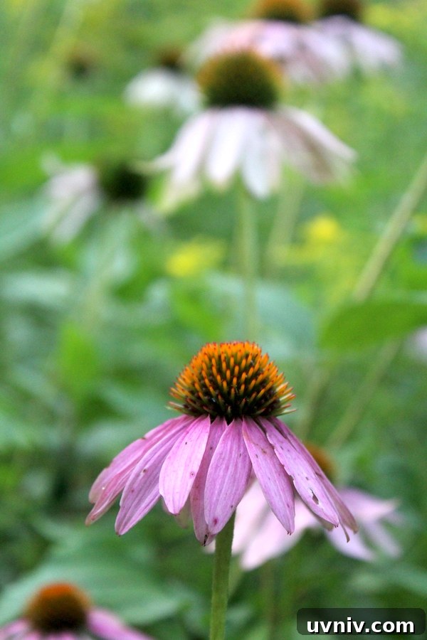 12+ Proven Ways to Earn $1,000/Month From Your Garden Year-Round 14 Echinacea Plant