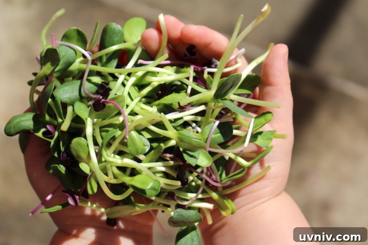 12+ Proven Ways to Earn $1,000/Month From Your Garden Year-Round 3 winter grown salad sprouts