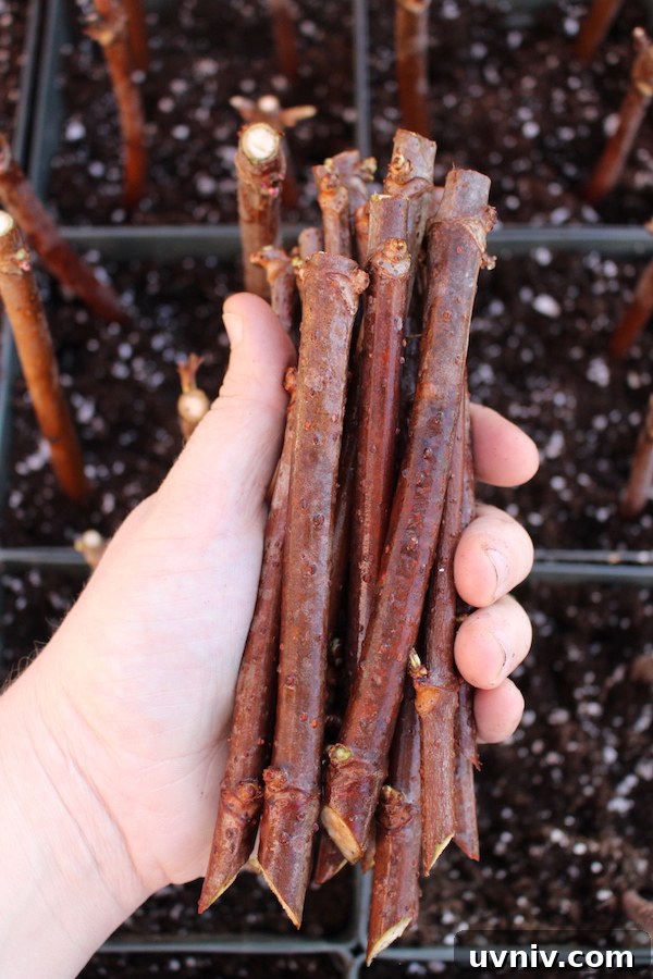 12+ Proven Ways to Earn $1,000/Month From Your Garden Year-Round 5 Elderberry Cuttings for planting