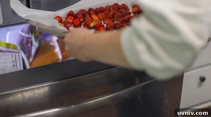Freeze Strawberries Properly: Step-by-Step Guide for Fresh Flavor 9 placing strawberries on a parchment lined baking sheet into the freezer