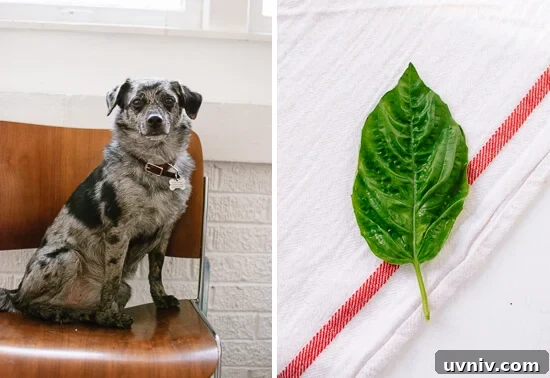 Cookie and basil
