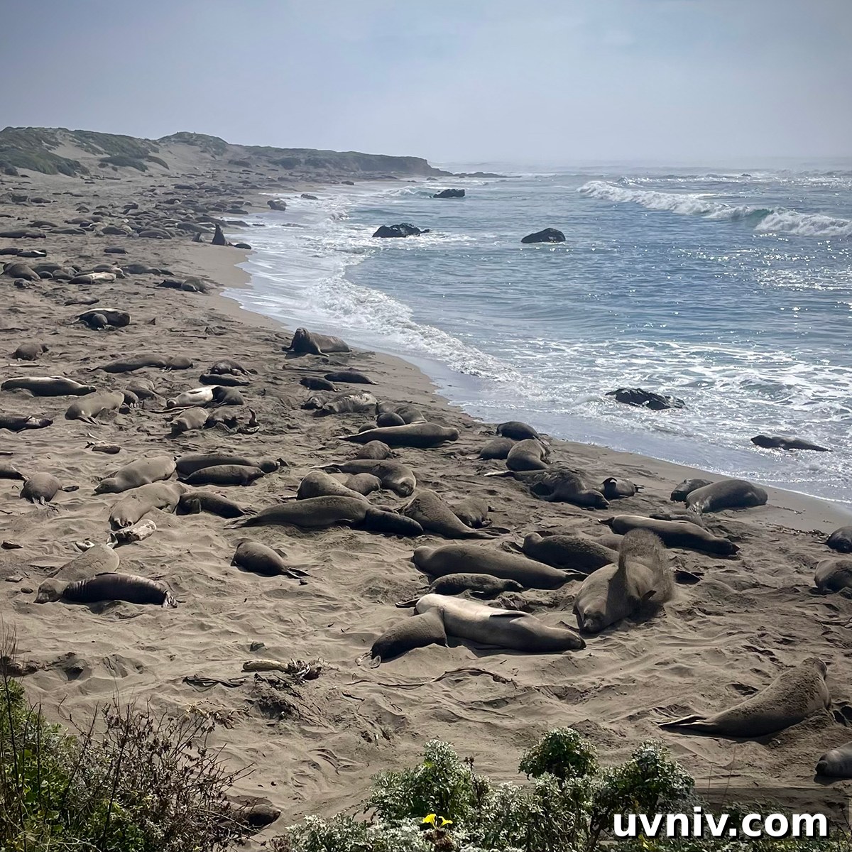 Elephant Seals